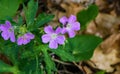 Group of Wild Geraniums - Geranium maculatum Royalty Free Stock Photo